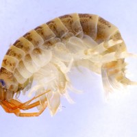 Killer shrimp